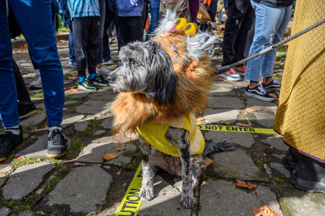 A photo of a dog at the 2021 Great PUPkin contest